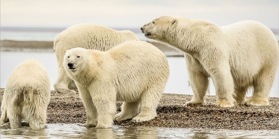 churchill osos polares
