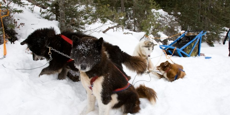 solian ser los perros que arrastraban los trineos en la nieve