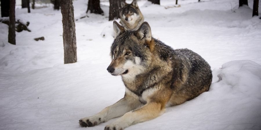 los lobos en canda suelen estar en los bosques