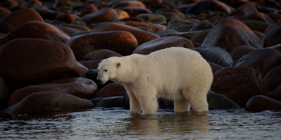 los osos polares canadienses suelen cazar focas
